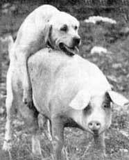 Артемон фото